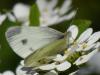 Pieris mannii